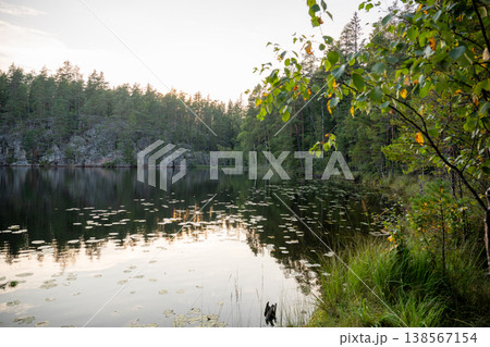 Tranquil forest lake with water lilies and tree reflections at sunset in northern nature landscape 138567154