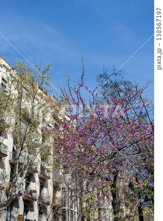 Blooming tree with purple flowers in front of residential building in Barcelona Spain urban spring cityscape 138567197