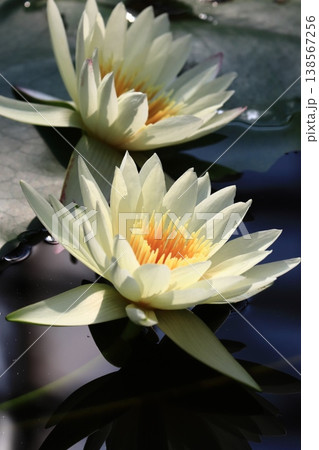 睡蓮の花 開花したスイレンの花 睡蓮の花 開花したスイレンの花 138567256