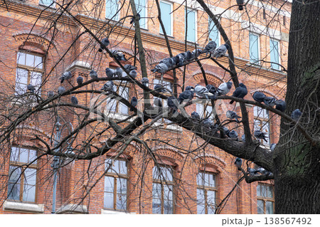 Numerous grey pigeons calmly perch on intricate bare tree branches against an ornate old brick building, reflecting urban wildlife and resilient city life Numerous grey pigeons calmly perch on intricate bare tree branches against an ornate old brick building, reflecting urban wildlife and resilient city life 138567492