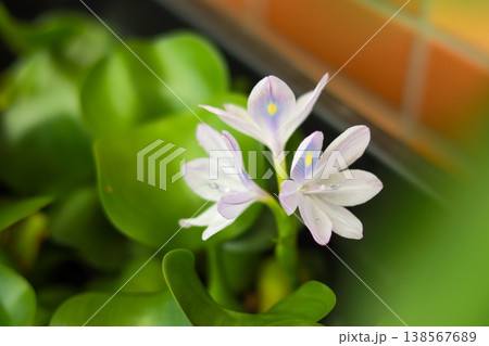 ホテイアオイの花 水草マクロ photography 138567689