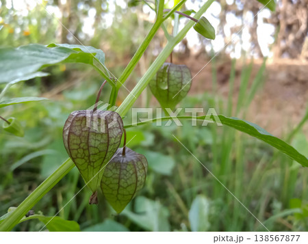 Wlid plant in agriculture farm This is called the physalis minima in india 138567877