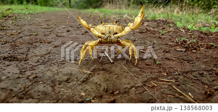 Yellow colour crab on ground shellfish  138568003