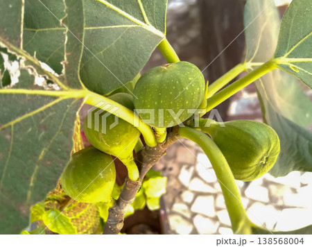 Banyan tree is the national tree of India. 138568004