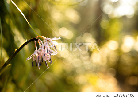 朝日に照らされるショウジョウバカマと黄金色に輝く玉ボケの風景 138568406