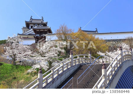 【京都府】桜が満開の福知山城と昇龍橋 【京都府】桜が満開の福知山城と昇龍橋 138568446