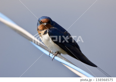 ツバメ swallow / Japan 138568575