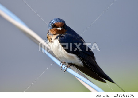 ツバメ swallow / Japan 138568576