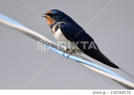 ツバメ swallow / Japan ツバメ swallow / Japan 138568578