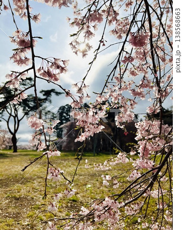 優しい光に包まれた桜の花びら 優しい光に包まれた桜の花びら 138568663