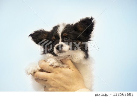 A beautiful black and white Papillon puppy lies comfortably during a photoshoot. Soft natural lighting highlights the fluffy fur of this purebred toy dog. A beautiful black and white Papillon puppy lies comfortably during a photoshoot. Soft natural lighting highlights the fluffy fur of this purebred toy dog. 138568695