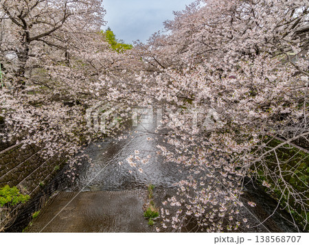 恩田川の桜並木 138568707