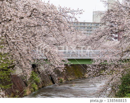 恩田川沿いに咲く満開の桜 138568815