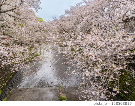 恩田川沿いに咲く満開の桜 138568819