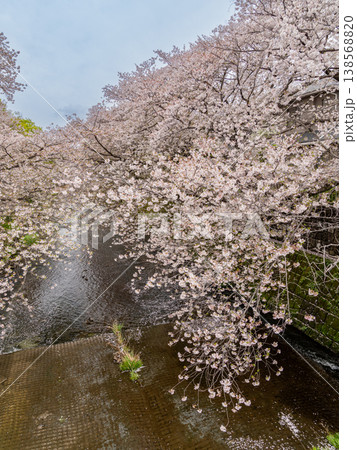 恩田川沿いに咲く満開の桜 138568820