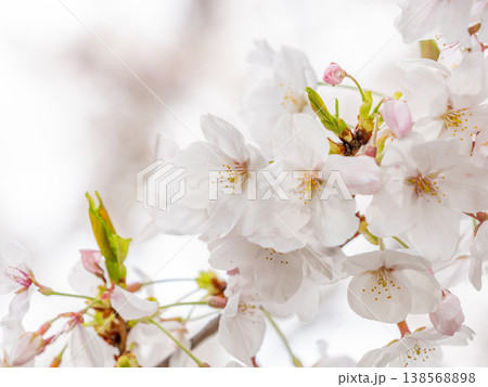 恩田川沿いに咲く満開の桜 138568898