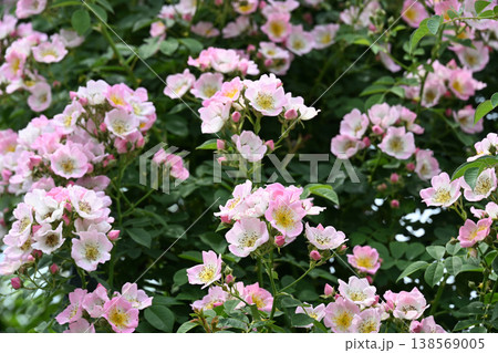 かわいく咲くピンク色のばら 138569005