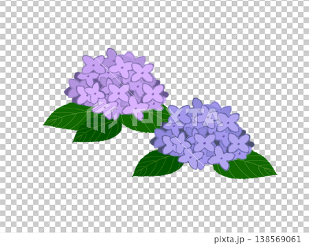 Hydrangea, cute illustration Hydrangea, cute illustration 138569061