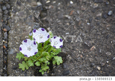 アスファルトで咲くネモフィラの花 アスファルトで咲くネモフィラの花 138569313