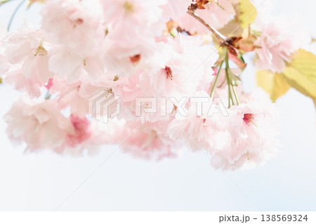 北海道の公園に咲く八重桜 138569324