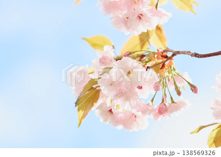 北海道の公園に咲く八重桜 北海道の公園に咲く八重桜 138569326