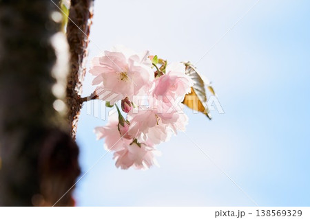 北海道の公園に咲く八重桜 138569329