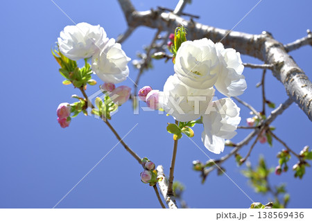八重桜(白妙) 八重桜(白妙) 138569436