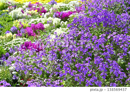 名城公園の春の花壇(オオアラセイトウほか) 名城公園の春の花壇(オオアラセイトウほか) 138569437