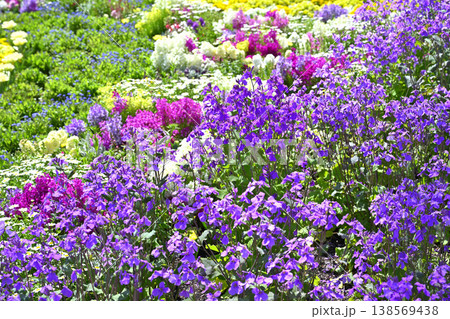 名城公園の春の花壇(オオアラセイトウほか) 名城公園の春の花壇(オオアラセイトウほか) 138569438