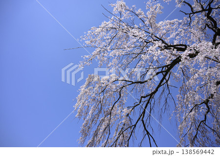 名古屋城・西の丸に咲く枝垂れ桜 名古屋城・西の丸に咲く枝垂れ桜 138569442