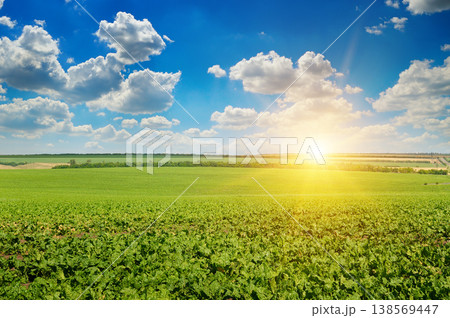 Vast Green Sugar Beet Field Under Bright Summer Sun 138569447