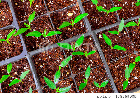 Small seedlings pepper plants sprout from soil in trays, growth life in greenhouse garden 138569989