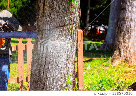 Worker uses chainsaw to cut tree in backyard while standing near wooden fence grass. 138570010