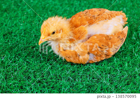 Small orange chick sits on green grass, relaxing as sun shines down in backyard setting Small orange chick sits on green grass, relaxing as sun shines down in backyard setting 138570095