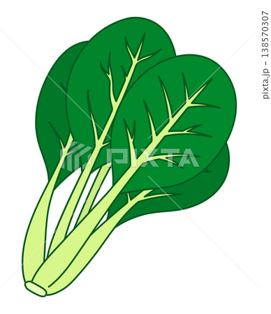 小松菜 138570307
