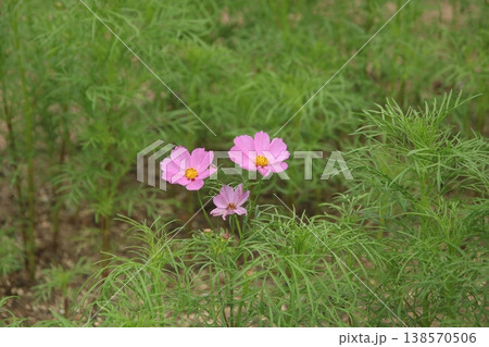 コスモス(秋桜) 5 コスモス(秋桜) 5 138570506