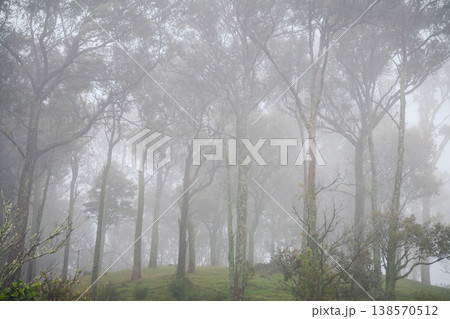 Misty forest trees in soft fog 138570512