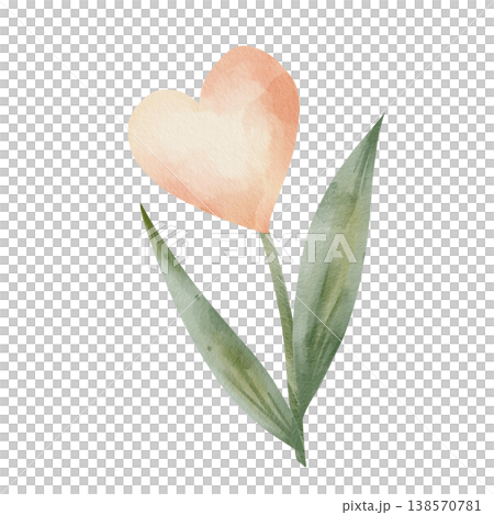 Delicate hand-drawn watercolor flower with peach heart-shaped bloom and green leaves, illustration isolated on white background for romantic botanical designs and Valentine's Day clipart Delicate hand-drawn watercolor flower with peach heart-shaped bloom and green leaves, illustration isolated on white background for romantic botanical designs and Valentine's Day clipart 138570781