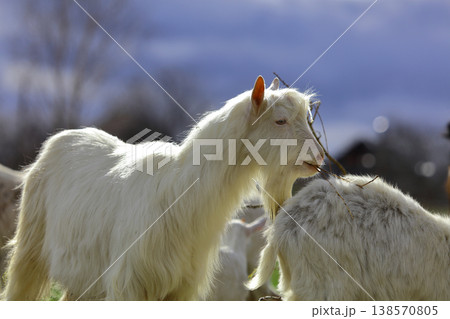 A white goat is standing next to another goat. The goat is looking at the camera A white goat is standing next to another goat. The goat is looking at the camera 138570805
