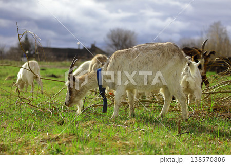 A goat is eating grass in a field A goat is eating grass in a field 138570806