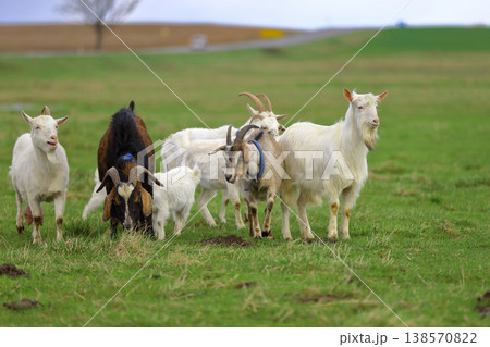A herd of goats of different colors grazes on a green meadow. A herd of goats of different colors grazes on a green meadow. 138570822