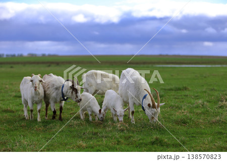 A herd of goats grazes in a farmer's meadow. A herd of goats grazes in a farmer's meadow. 138570823