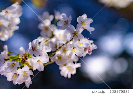 夜に浮かび上がる桜の花のやわらかなクローズアップ 夜に浮かび上がる桜の花のやわらかなクローズアップ 138570885