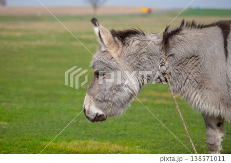 Close-up of a gray donkey's face against a pasture background. Close-up of a gray donkey's face against a pasture background. 138571011