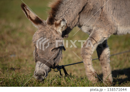 Close-up of a gray donkey's face against a pasture background. Close-up of a gray donkey's face against a pasture background. 138571044