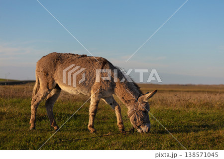 A grey donkey grazes against the backdrop of a green meadow and blue sky. 138571045