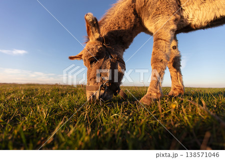 A grey donkey grazes in a meadow against the backdrop of a blue sky. 138571046