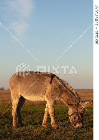 A grey donkey grazes in a meadow against the backdrop of a blue sky. 138571047