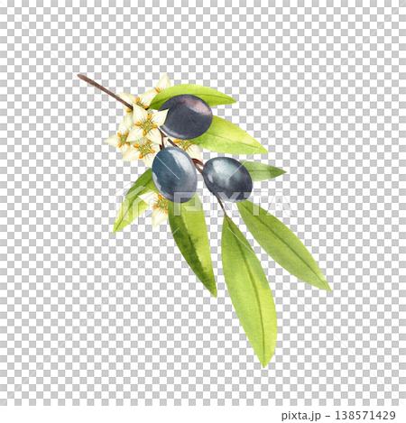 Olive branch with dark, ripe fruits and flowers, isolated watercolor illustration. Hand drawn Mediterranean greenery in a simple style for food festival decoration. Botanical drawing of lush foliage. Olive branch with dark, ripe fruits and flowers, isolated watercolor illustration. Hand drawn Mediterranean greenery in a simple style for food festival decoration. Botanical drawing of lush foliage. 138571429