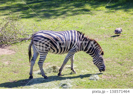 Photograph of a Zebra eating grass in a large green field Photograph of a Zebra eating grass in a large green field 138571464